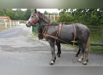 Schweres Warmblut, Wallach, 4 Jahre, 167 cm, Rappe