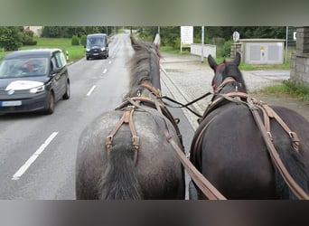 Schweres Warmblut, Wallach, 4 Jahre, 167 cm, Rappe
