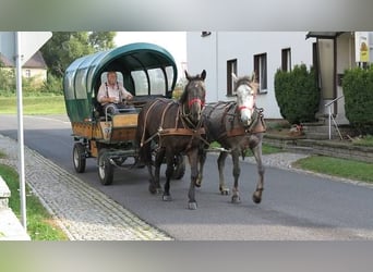 Schweres Warmblut, Wallach, 4 Jahre, 167 cm, Rappe