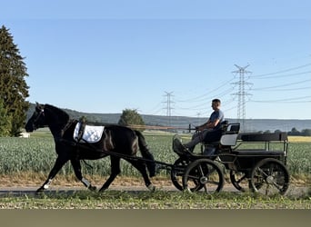 Schweres Warmblut, Wallach, 4 Jahre, 167 cm, Rappe