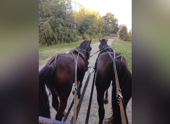 Schweres Warmblut, Wallach, 4 Jahre, 167 cm, Rappe