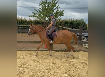 Schweres Warmblut, Wallach, 4 Jahre, 168 cm, Fuchs