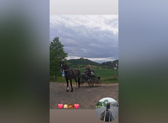 Schweres Warmblut, Wallach, 4 Jahre, 168 cm, Rappe