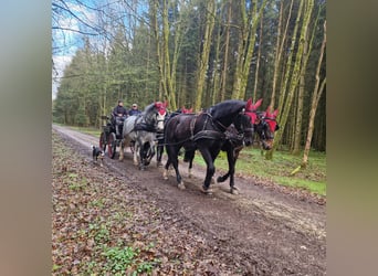 Schweres Warmblut, Wallach, 4 Jahre, 169 cm, Rappe