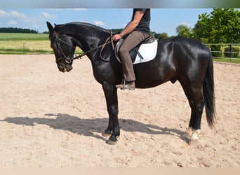 Schweres Warmblut, Wallach, 4 Jahre, 169 cm, Rappe