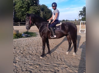 Schweres Warmblut Mix, Wallach, 4 Jahre, 170 cm, Apfelschimmel