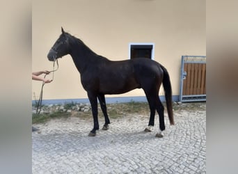 Schweres Warmblut Mix, Wallach, 4 Jahre, 170 cm, Apfelschimmel