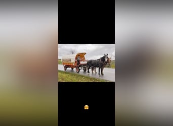 Schweres Warmblut Mix, Wallach, 4 Jahre, 170 cm, Apfelschimmel