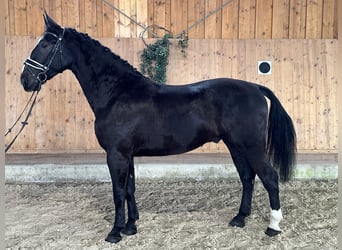 Schweres Warmblut, Wallach, 4 Jahre, 170 cm, Rappe