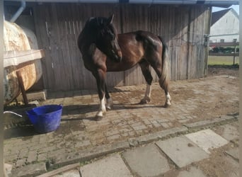 Schweres Warmblut, Wallach, 4 Jahre, 172 cm, Schwarzbrauner