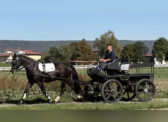 Schweres Warmblut, Wallach, 4 Jahre, Rappe