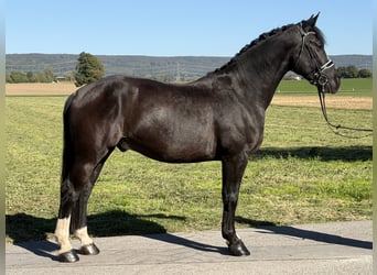 Schweres Warmblut, Wallach, 4 Jahre, Rappe