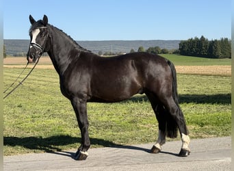 Schweres Warmblut, Wallach, 4 Jahre, Rappe