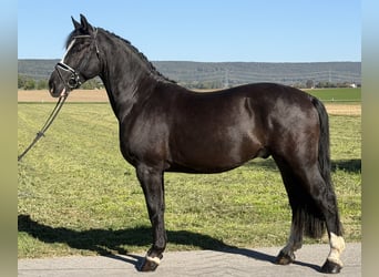 Schweres Warmblut, Wallach, 4 Jahre, Rappe