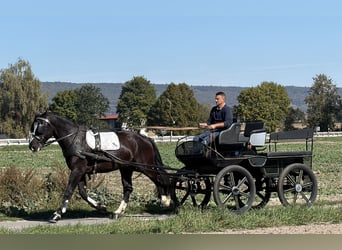 Schweres Warmblut, Wallach, 4 Jahre, Rappe
