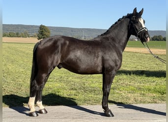Schweres Warmblut, Wallach, 4 Jahre, Rappe