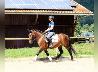 Schweres Warmblut, Wallach, 5 Jahre, 155 cm, Brauner
