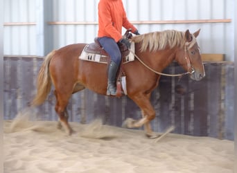 Schweres Warmblut Mix, Wallach, 5 Jahre, 155 cm, Hellbrauner