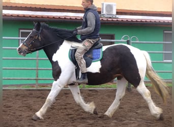 Schweres Warmblut Mix, Wallach, 5 Jahre, 155 cm, Hellbrauner