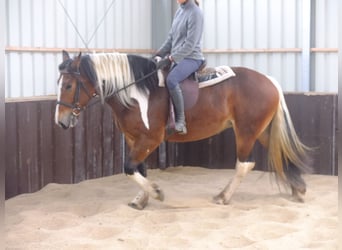 Schweres Warmblut Mix, Wallach, 5 Jahre, 155 cm, Hellbrauner