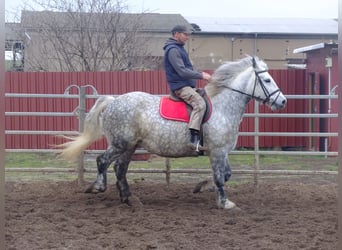 Schweres Warmblut Mix, Wallach, 5 Jahre, 155 cm, Hellbrauner