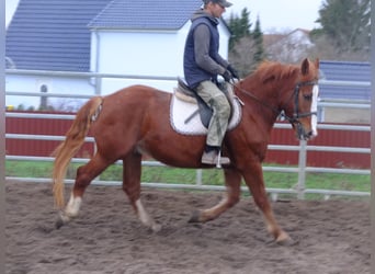 Schweres Warmblut Mix, Wallach, 5 Jahre, 155 cm, Hellbrauner