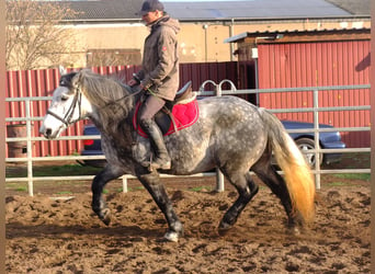 Schweres Warmblut Mix, Wallach, 5 Jahre, 155 cm, Hellbrauner