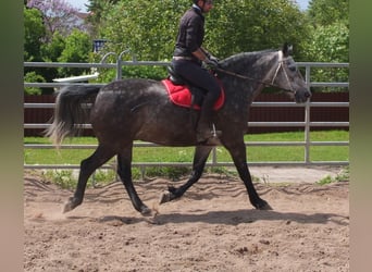 Schweres Warmblut, Wallach, 5 Jahre, 158 cm, Apfelschimmel