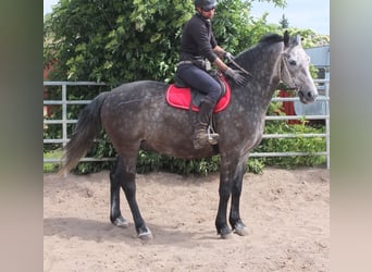 Schweres Warmblut, Wallach, 5 Jahre, 158 cm, Apfelschimmel