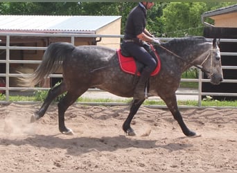 Schweres Warmblut, Wallach, 5 Jahre, 158 cm, Apfelschimmel