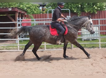 Schweres Warmblut, Wallach, 5 Jahre, 158 cm, Apfelschimmel
