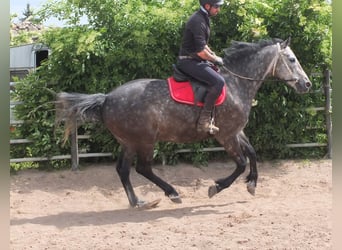 Schweres Warmblut, Wallach, 5 Jahre, 158 cm, Apfelschimmel