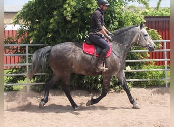 Schweres Warmblut, Wallach, 5 Jahre, 158 cm, Apfelschimmel