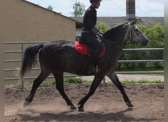 Schweres Warmblut, Wallach, 5 Jahre, 158 cm, Apfelschimmel