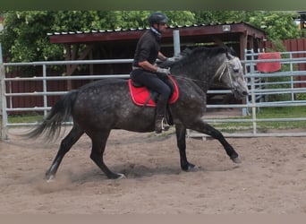 Schweres Warmblut, Wallach, 5 Jahre, 158 cm, Apfelschimmel