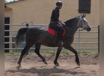 Schweres Warmblut, Wallach, 5 Jahre, 158 cm, Apfelschimmel