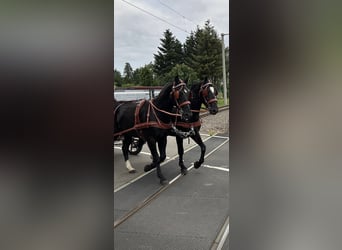 Schweres Warmblut, Wallach, 5 Jahre, 158 cm, Rappe