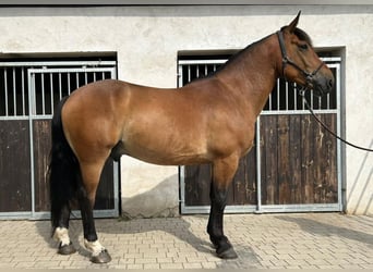 Schweres Warmblut Mix, Wallach, 5 Jahre, 160 cm, Brauner