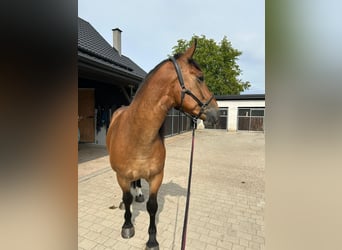 Schweres Warmblut Mix, Wallach, 5 Jahre, 160 cm, Brauner