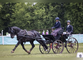 Schweres Warmblut, Wallach, 5 Jahre, 160 cm, Rappe