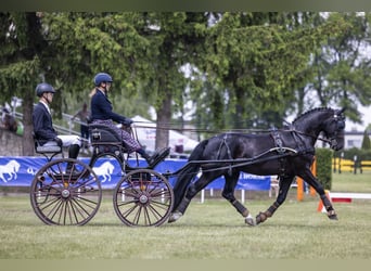 Schweres Warmblut, Wallach, 5 Jahre, 160 cm, Rappe