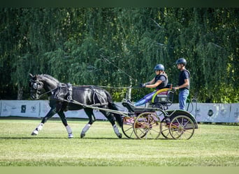 Schweres Warmblut, Wallach, 5 Jahre, 160 cm, Rappe