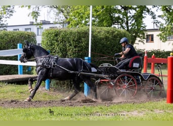 Schweres Warmblut, Wallach, 5 Jahre, 160 cm, Rappe