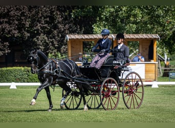 Schweres Warmblut, Wallach, 5 Jahre, 160 cm, Rappe