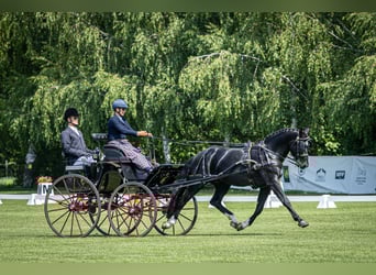 Schweres Warmblut, Wallach, 5 Jahre, 160 cm, Rappe