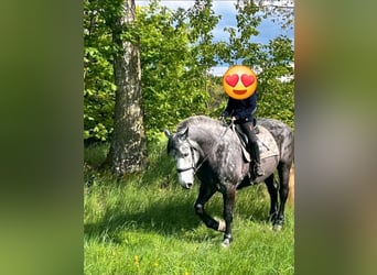 Schweres Warmblut, Wallach, 5 Jahre, 162 cm