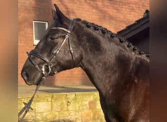 Schweres Warmblut, Wallach, 5 Jahre, 162 cm, Rappe