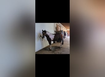 Schweres Warmblut, Wallach, 5 Jahre, 163 cm, Schecke