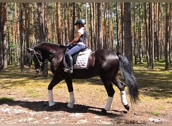 Schweres Warmblut Mix, Wallach, 5 Jahre, 164 cm, Rappe