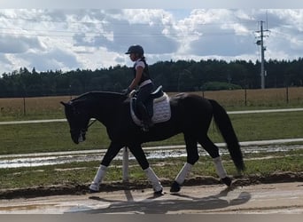 Schweres Warmblut Mix, Wallach, 5 Jahre, 164 cm, Rappe
